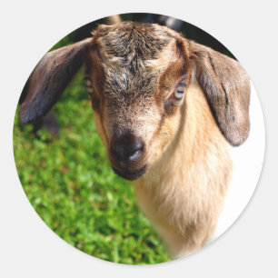 Adorable Baby Goat Sheet of Stickers