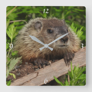 Adorable Baby Groundhog, Woodchuck Square Wall Clock