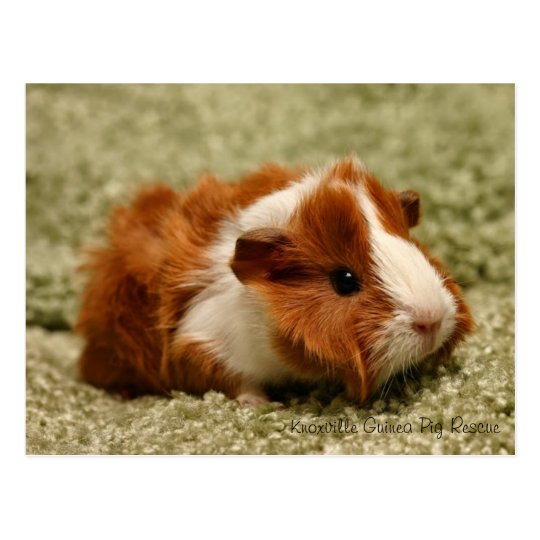 adorable baby guinea pigs