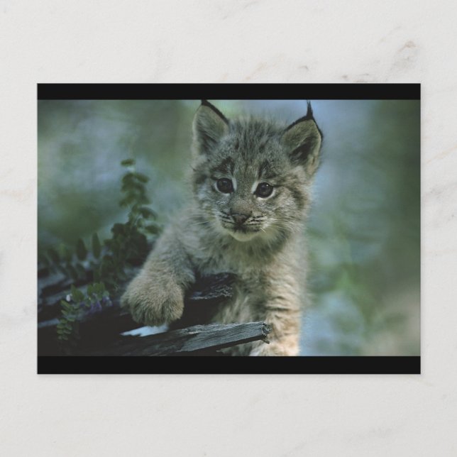 Adorable Baby Lynx Postcard (Front)