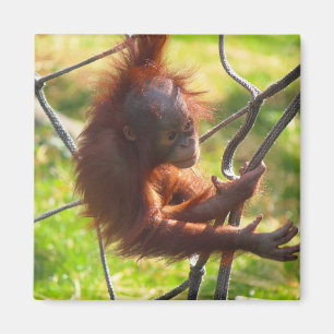 Adorable baby orangutan magnet