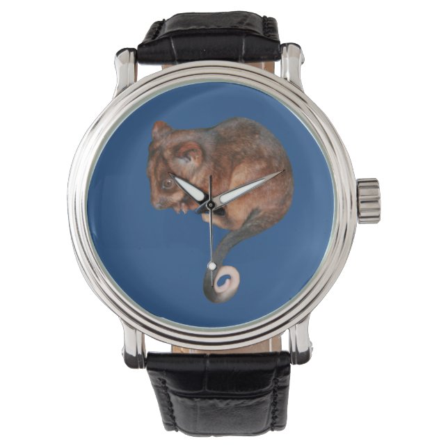 Adorable Baby Ringtail Possum in Australia Watch (Front)
