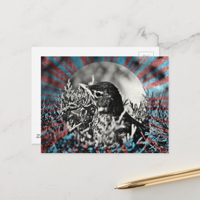 Adorable baby Robin Postcard (Front/Back In Situ)