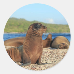 Adorable baby sea lion Galapagos Islands Classic Round Sticker