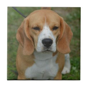 Adorable Beagle Ceramic Tile