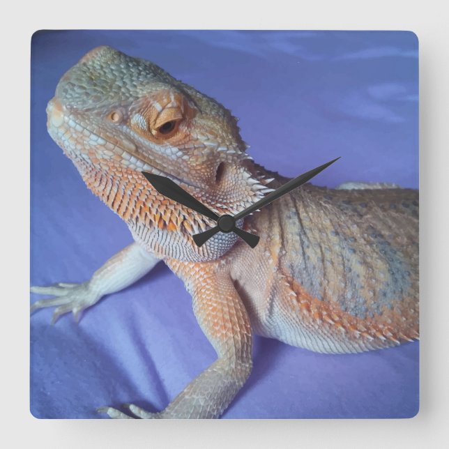 Adorable Bearded Dragon Picture Blue Square Wall Clock (Front)