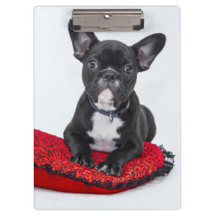 Adorable Black and White Bulldog Puppy Photo Clipboard