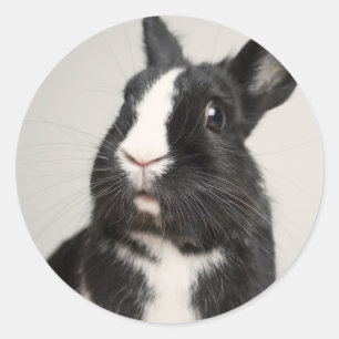Adorable Black and White Bunny Rabbit Classic Round Sticker