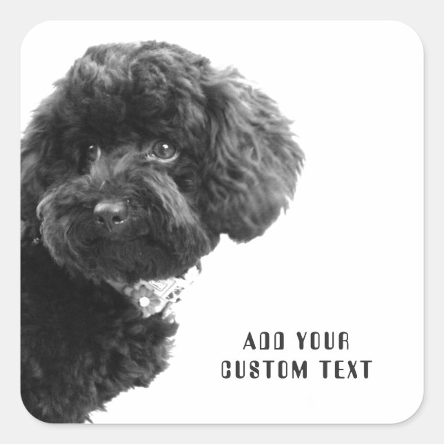 ©Adorable Black Poodle Puppy Custom Square Sticker (Front)