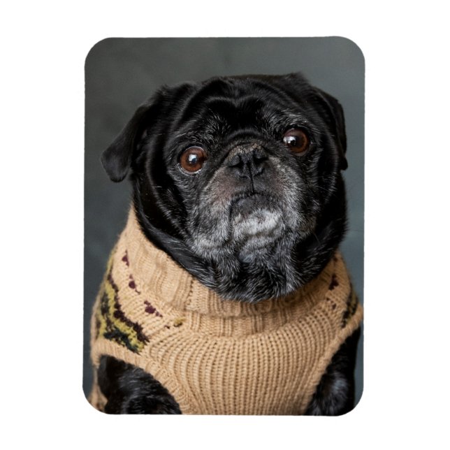 Adorable black pug in a sweater magnet (Vertical)