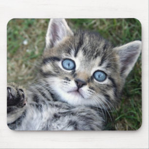 Adorable Blue-Eyed Silver Tabby Kitten Mousepad