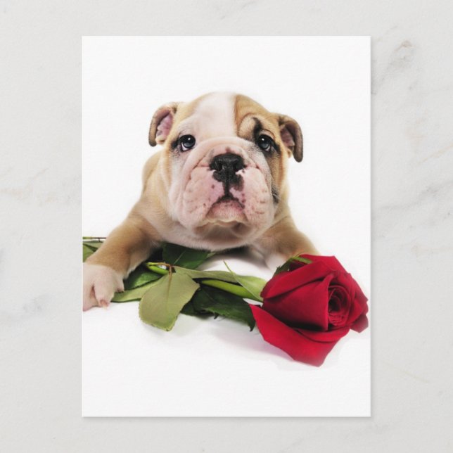 Adorable Brown and White Bulldog with Red flower Postcard (Front)