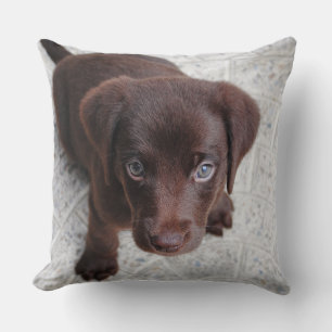Adorable brown puppy throw pillow