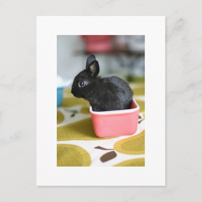 adorable bunny postcard (Front)