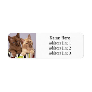Adorable Burmese Kittens in a cup return address Return Address Label