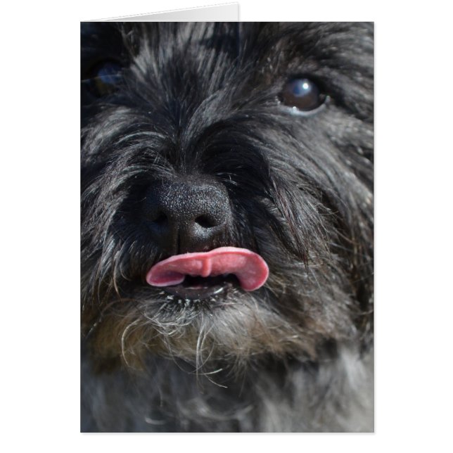 Adorable Cairn Terrier (Front)