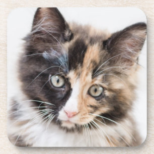 Adorable Calico Kitten Coaster