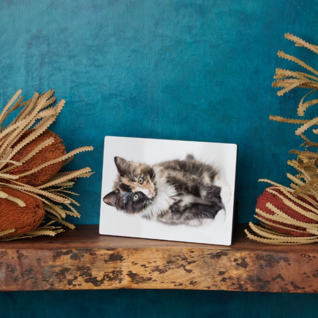 Adorable Calico Kitten Plaque (Side)