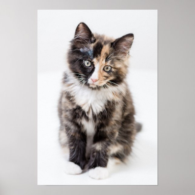 Adorable Calico Kitten Poster (Front)