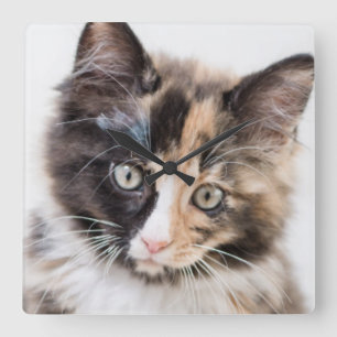 Adorable Calico Kitten Square Wall Clock