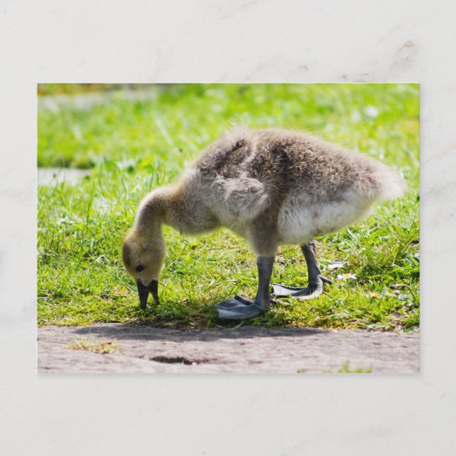 Adorable Canada Goose gosling Postcard (Front)