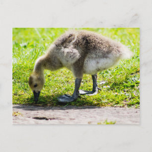 Adorable Canada Goose gosling Postcard