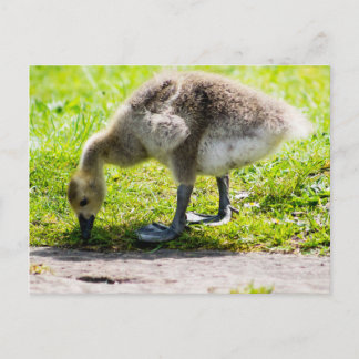 Adorable Canada Goose gosling Postcard