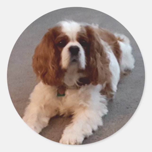 Adorable Cavalier King Charles Spaniel Classic Round Sticker (Front)