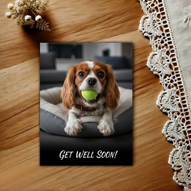 Adorable Cavalier King Charles Spaniel Get Well  Postcard (Creator Uploaded)