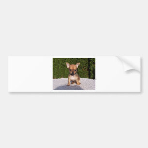 Adorable Chihuahua dog standing on a green lawn Bumper Sticker