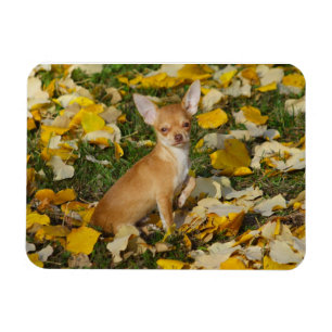 Adorable Chihuahua Puppy Between Yellow Leaves Magnet