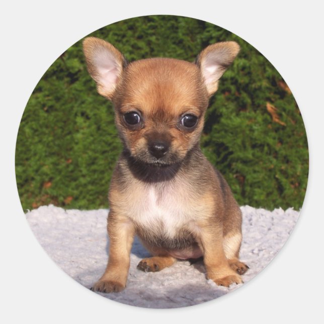 Adorable Chihuahua Puppy Dog Classic Round Sticker (Front)