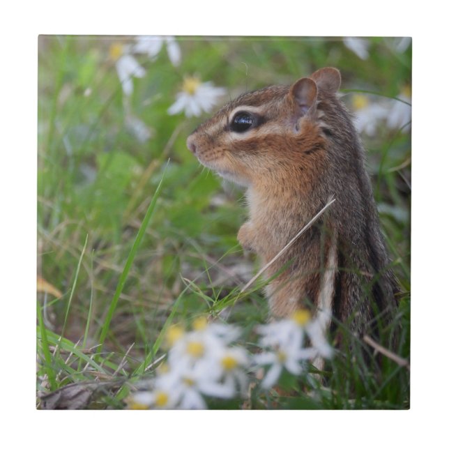 Adorable Chipmunk in flowers  Ceramic Tile (Front)
