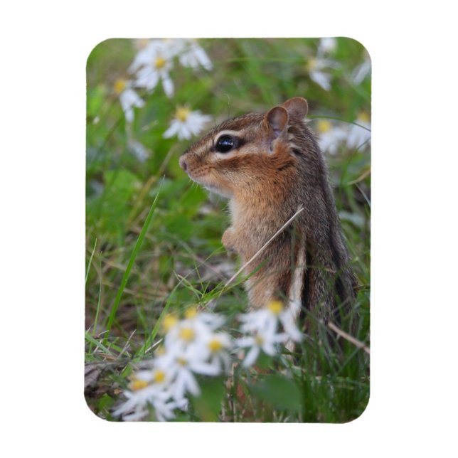 Adorable Chipmunk in flowers  Magnet (Vertical)