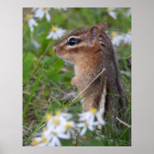 Adorable Chipmunk in flowers  Poster