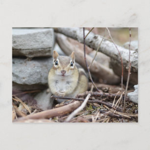 Adorable Chipmunk Smiling Postcard