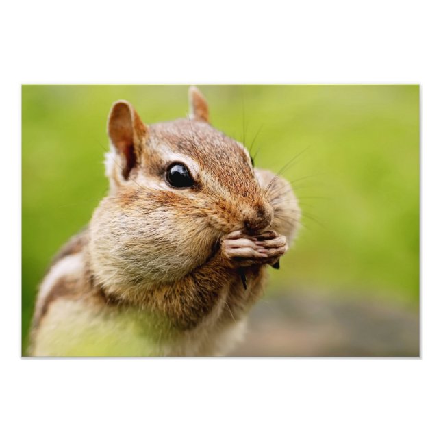 Adorable Chipmunk with Full Cheeks Photo Print (Front)