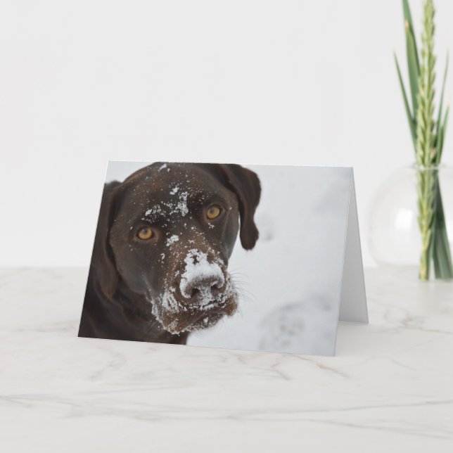 Adorable Chocolate Lab Greeting Card (Front)