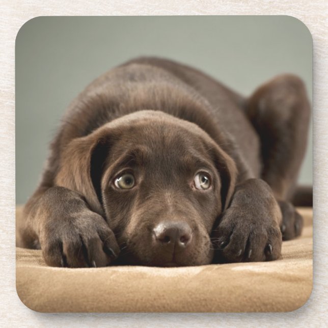 Adorable Chocolate Lab Puppy Design Coaster (Front)