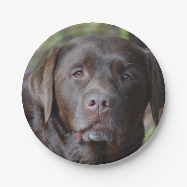 Adorable Chocolate Labrador Retriever Paper Plate (Front)