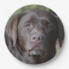 Adorable Chocolate Labrador Retriever