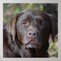 Adorable Chocolate Labrador Retriever