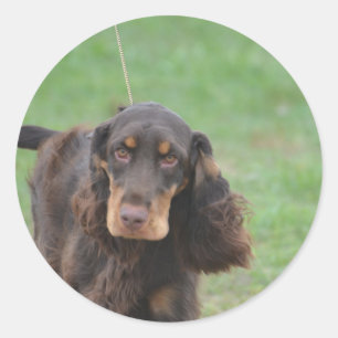 Adorable Cocker Spaniel Classic Round Sticker