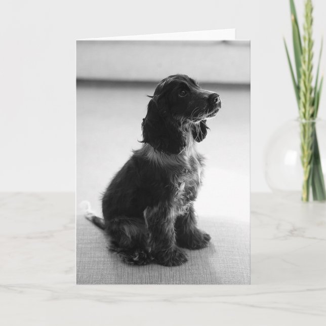 Adorable Cocker Spaniel Greetings Card (Front)