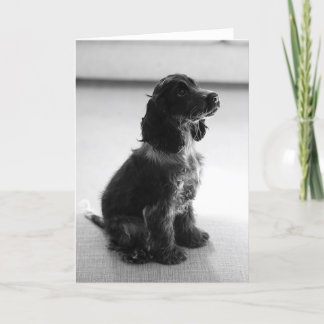 Adorable Cocker Spaniel Greetings Card