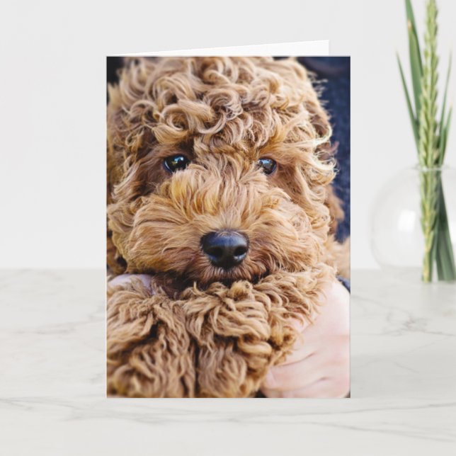 Adorable cockerpoo greeting card (Front)