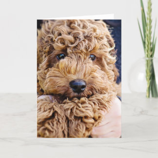 Adorable cockerpoo greeting card