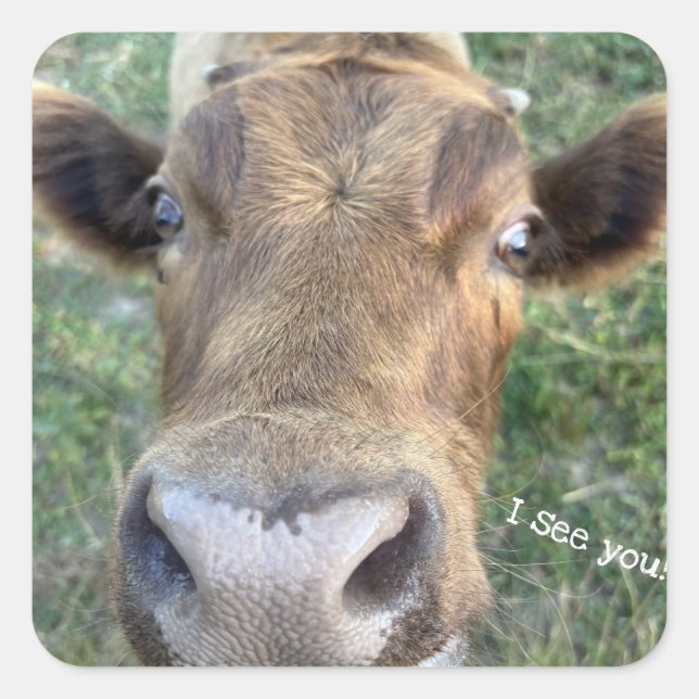 Adorable Cow Being Nosey Sticker (Front)