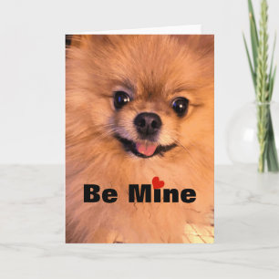 Adorable Cute Dog Pomeranian Sweetheart Valentine Holiday Card