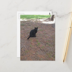 adorable cute stray black kitty postcard